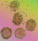 Human Oocytes thumbnail image